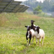 Photo of three sheep on a solar site.