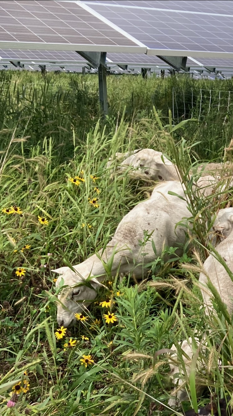 Sheep grazing amongst flowers at a solar site